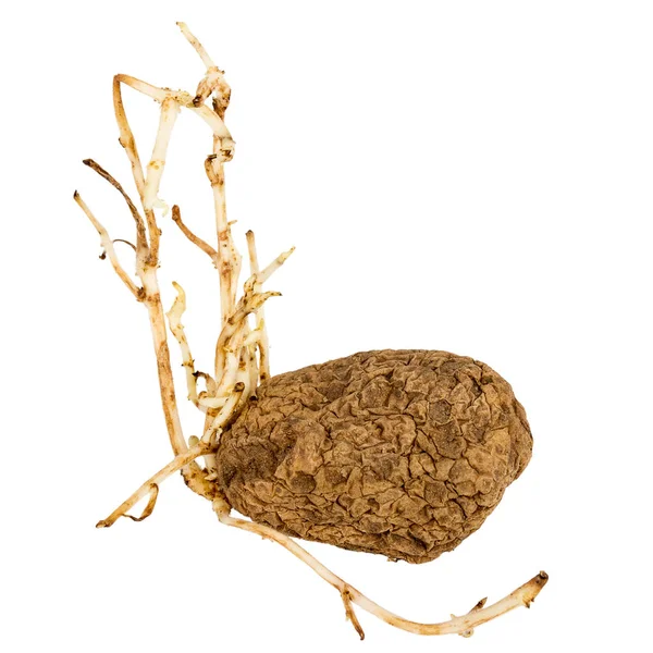 Germinated yellow potato isolated on white background — Stock Photo, Image