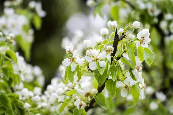 Beautiful spring blossoming pear tree — Stock Photo, Image