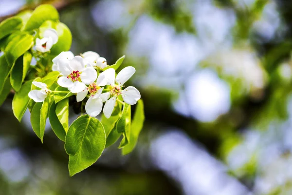 Beautiful spring blossoming pear tree — Stock Photo, Image