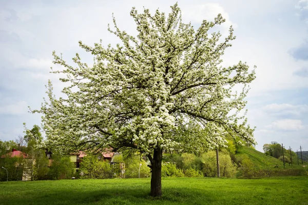 Krásný jarní kvetoucí hrušně — Stock fotografie