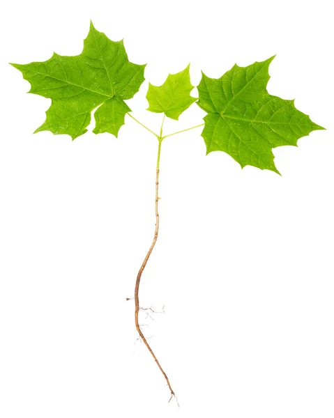 根のある若いカエデの木 — ストック写真