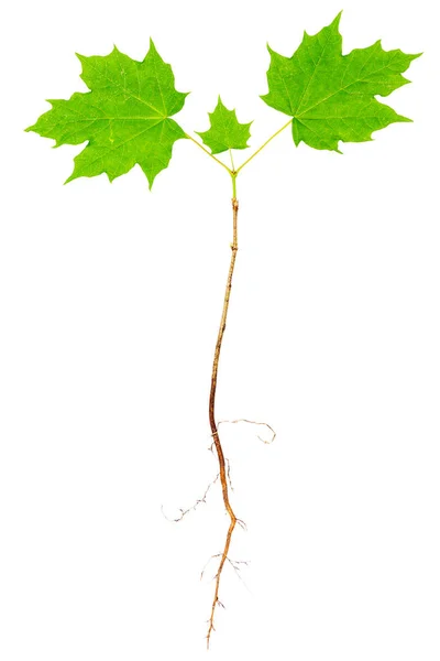 Jonge esdoorn boom met wortels — Stockfoto