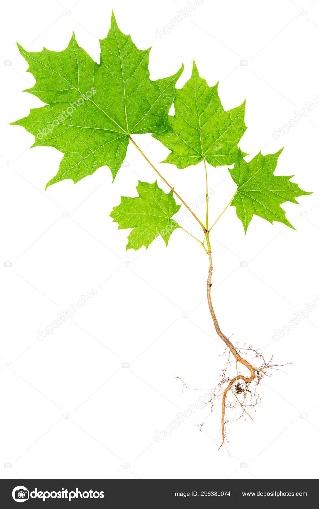 Young Maple Tree With Roots Stock Photo Image By C Taigi 296389074