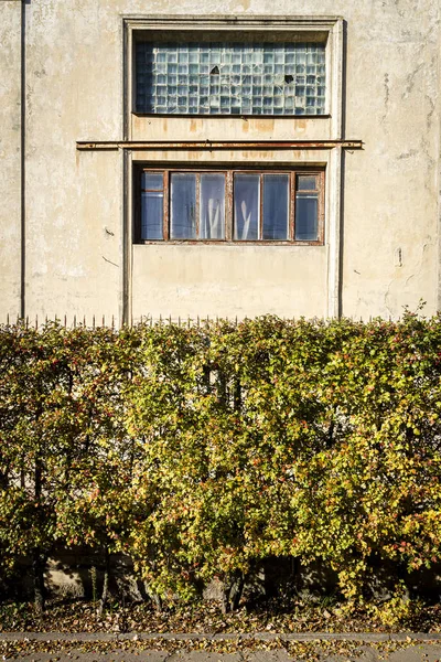 Yellow autumn hedge by the road — Stock Photo, Image