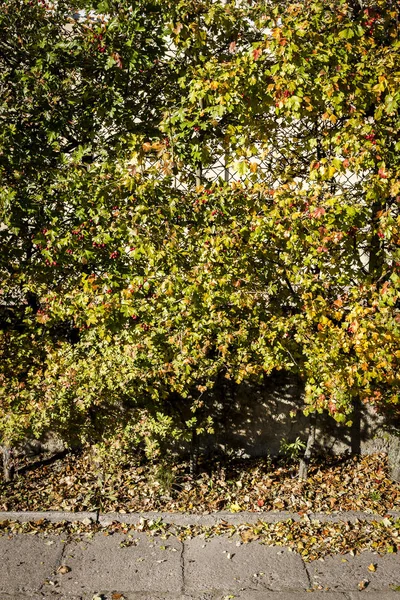 Gelbe Herbsthecke am Straßenrand — Stockfoto