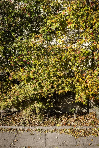 Żółta Jesienna żywopłoty na drodze — Zdjęcie stockowe