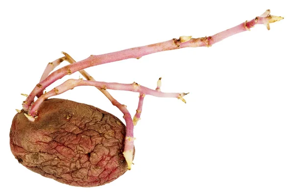 Pomme de terre rose germée isolée sur fond blanc — Photo