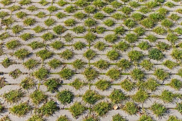 歩道の正方形のタイルの間に緑の草 草やセメント舗装 エコ駐車場の質感の背景 — ストック写真