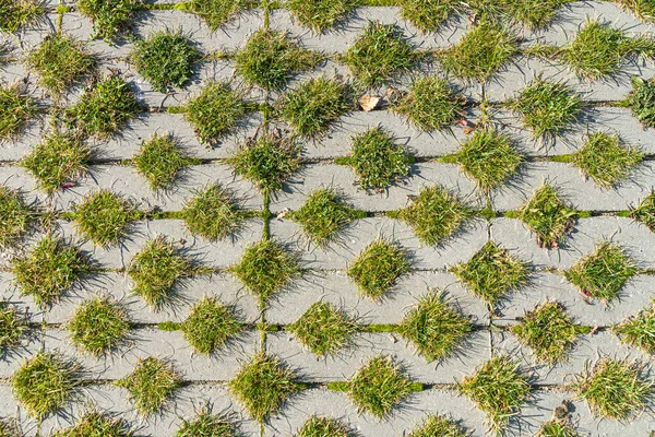 Hierba Verde Entre Los Azulejos Cuadrados Acera Césped Pavimento Cemento —  Fotos de Stock