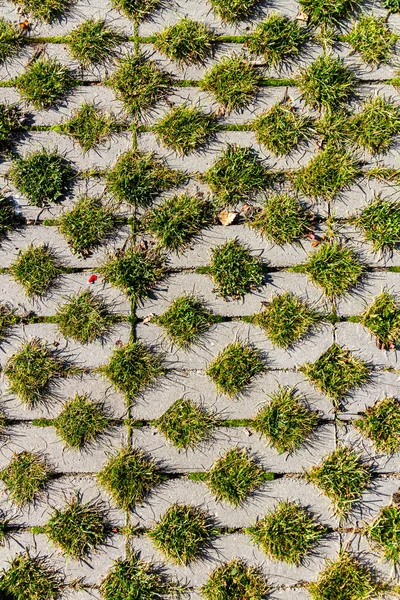 Hierba Verde Entre Los Azulejos Cuadrados Acera Césped Pavimento Cemento —  Fotos de Stock