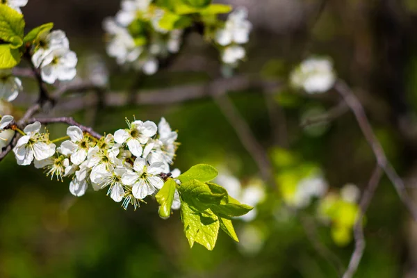 Krásný Jarní Kvetoucí Švestkový Strom Nízkým Dof — Stock fotografie