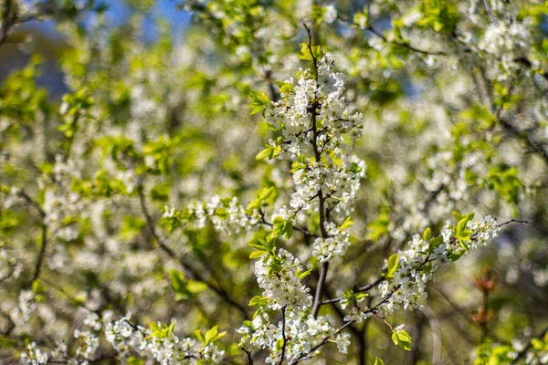 Schöne Frühlingsblüte Pflaumenbaum Mit Niedrigen Dof — Stockfoto