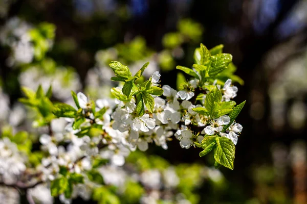 Krásný Jarní Kvetoucí Švestkový Strom Nízkým Dof — Stock fotografie