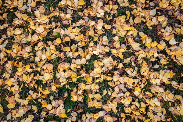 Bunter Hintergrund Der Herbstblätter — Stockfoto