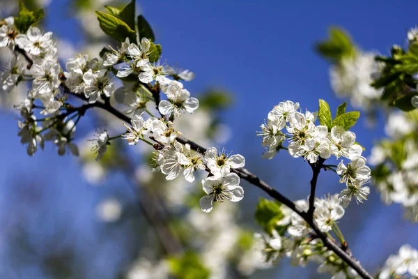 Krásný Jarní Kvetoucí Švestkový Strom Nízkým Dof — Stock fotografie