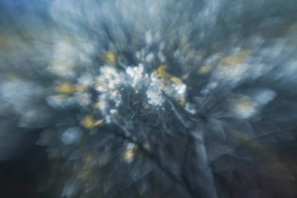 美しい春の梅の木の開花を控えた 要旨ボケの背景 — ストック写真