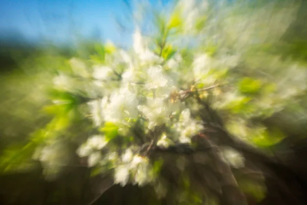 美しい春の梅の木の開花を控えた 要旨ボケの背景 — ストック写真