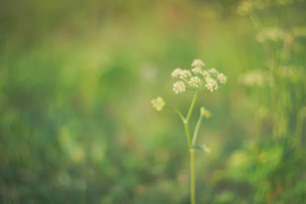 Fondo Naturaleza Borrosa Verde Abstracto Con Una Sola Flor Blanca —  Fotos de Stock