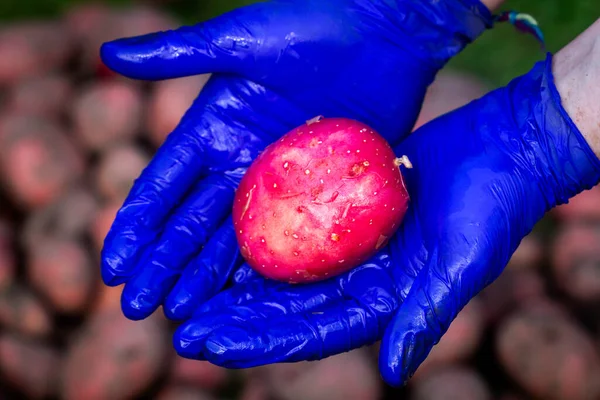 Fresh Washed Red Potatoe Female Farmer Hands Organic Potato Harvest — Stock Photo, Image