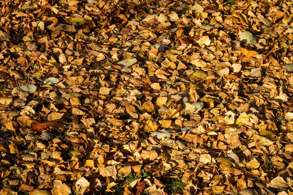 Bunter Hintergrund Der Herbstblätter — Stockfoto