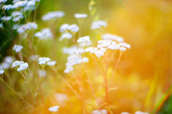 Abstract Vibrant Nature Background White Flowers Lens Flare Shallow Deph — Stock Photo, Image