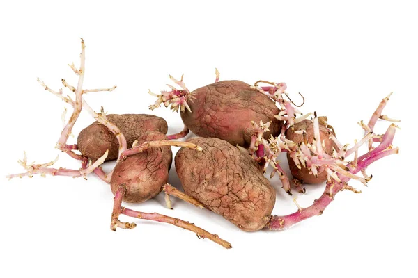 Velhas Batatas Rosa Germinadas Isoladas Fundo Branco Grandes Rebentos — Fotografia de Stock