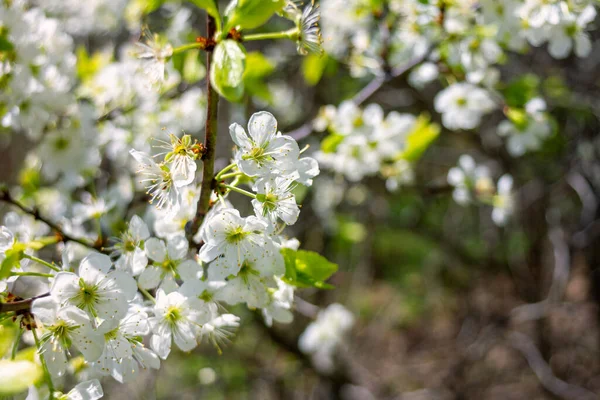 Krásný Jarní Kvetoucí Švestkový Strom Nízkým Dof — Stock fotografie