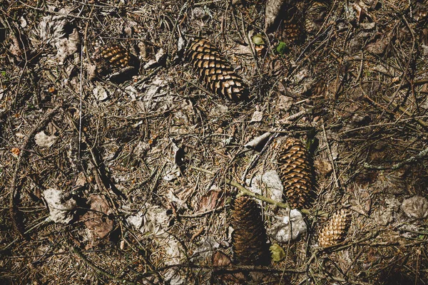 Natural Pine Forest Ground Some Leaves Twigs Cones Forest Soil — Stock Photo, Image