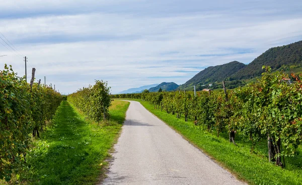 Vinhedos Prosecco Superiore Valdobbiadene Veneto Estrada Nas Vinhas Que Conduz — Fotografia de Stock