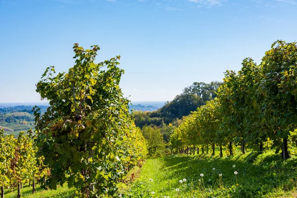 Vinodlingar Med Vindruva Från Prosecco Superiore Längs Vinvägen Valdobbiadene Veneto — Stockfoto