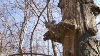 Bir deli sincap parkta ağaç Fındık/ceviz yemek yeme sincap