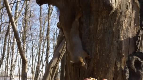 Barn Baby Tjej Utfodring Ekorre Close Upp Närbild Skott Ekorre — Stockvideo