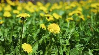 Çiçek/çiçekleri/çiçeği windyellow karahindiba/taraxacums rüzgarda hareket içinde hareket