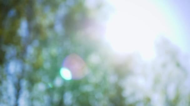 Arbres se balançant dans le vent Bouleaux se balançant dans le vent, avec transition de mise au point et fusée éclairante 