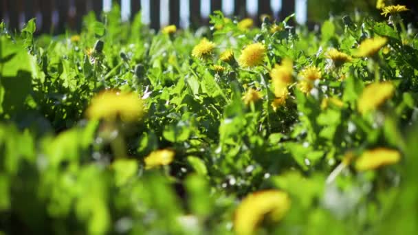 Fiori Fiori Fioretti Che Muovono Nel Vento Denti Leone Gialli — Video Stock