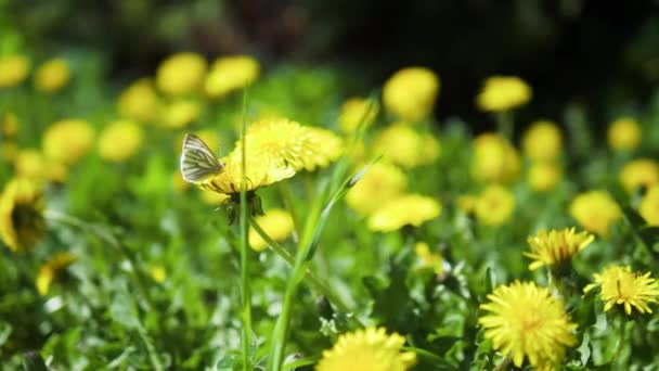 나비는 Awayvideo 양배추 Brassicae 있습니다 노란색 민들레 민들레에 프레임에서 비행의 — 비디오