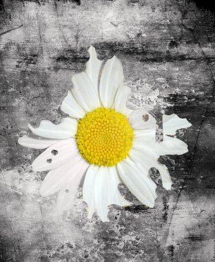  Daisy asfalt kavramsal dijital illüstrasyon