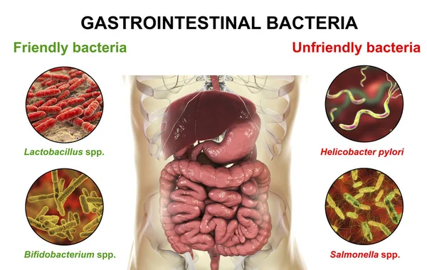 Ilustração Digital Sistema Digestivo Humano Imagens Microscópicas Bactérias — Fotografia de Stock