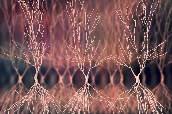Struktury Neuronów Hipokampa Cyfrowe Grafiki — Zdjęcie stockowe