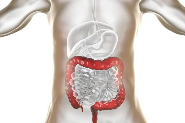 Digital Illustration Human Large Intestine White Background — Stock Photo, Image