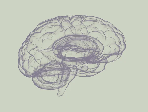 Silhueta Cérebro Humano Fundo Simples Ilustração Digital — Fotografia de Stock