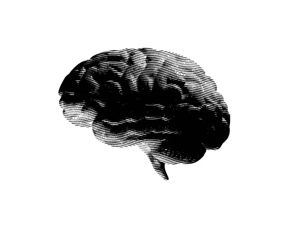 Cervello Umano Grigio Strutturato Sfondo Bianco Illustrazione Digitale — Foto Stock