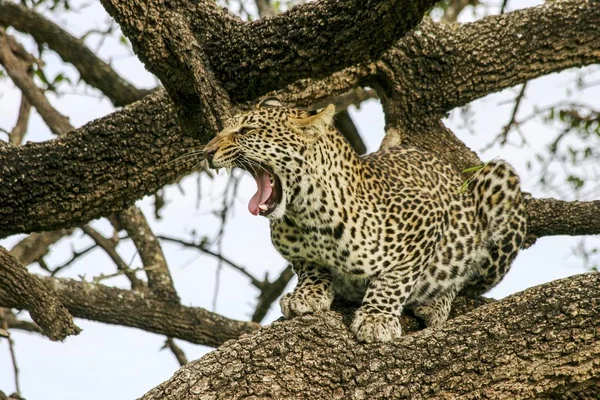 在坦桑尼亚的塞伦盖蒂国家公园里坐在树上的豹子 — 图库照片