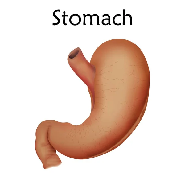 Menselijke Maag Witte Achtergrond Illustratie — Stockfoto