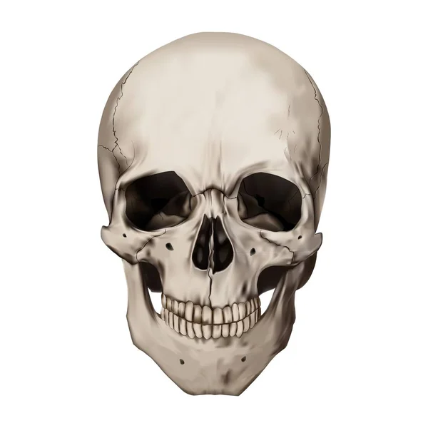 Human Skull White Background Digital Illustration — Stock Photo, Image