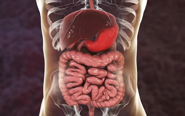 ボディ シルエット デジタル イラストレーションでヒトの胃 — ストック写真