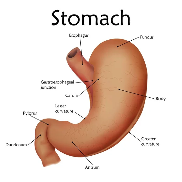 Human Stomach Labels White Background Illustration — Stock Photo, Image