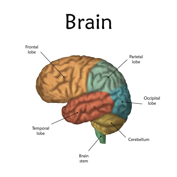 Cerebro Humano Color Con Etiquetas Sobre Fondo Blanco Ilustración —  Fotos de Stock