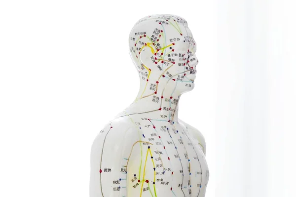 Akupunktura Modelu Acupoints Białym Tle — Zdjęcie stockowe