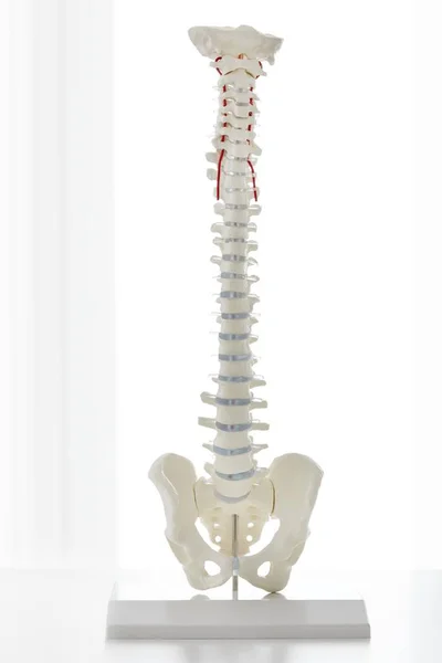 Anatomiczny Model Ludzkiego Kręgosłupa Kości Stojaku Pomieszczeniu — Zdjęcie stockowe